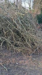 gratis kronkelhazelaar gratis, Ophalen, Overige soorten, Volle zon