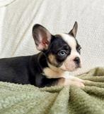 Franse bulldog pups met blauwe ogen, Parvo, 8 tot 15 weken, Bulldog, Meerdere