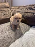 Te koop leuke Maltipoo pups, Parvo, 8 tot 15 weken, Meerdere, Nederland