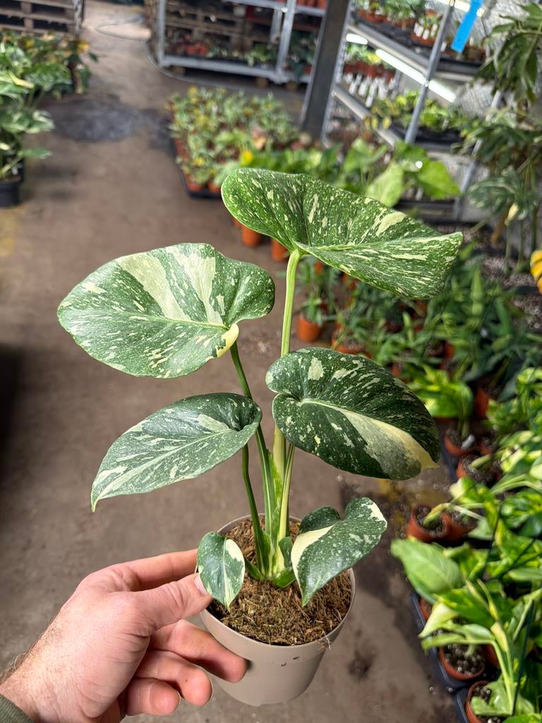 Monstera Thai Constellation - Super Kwaliteit!  Actie!!, Ophalen of Verzenden