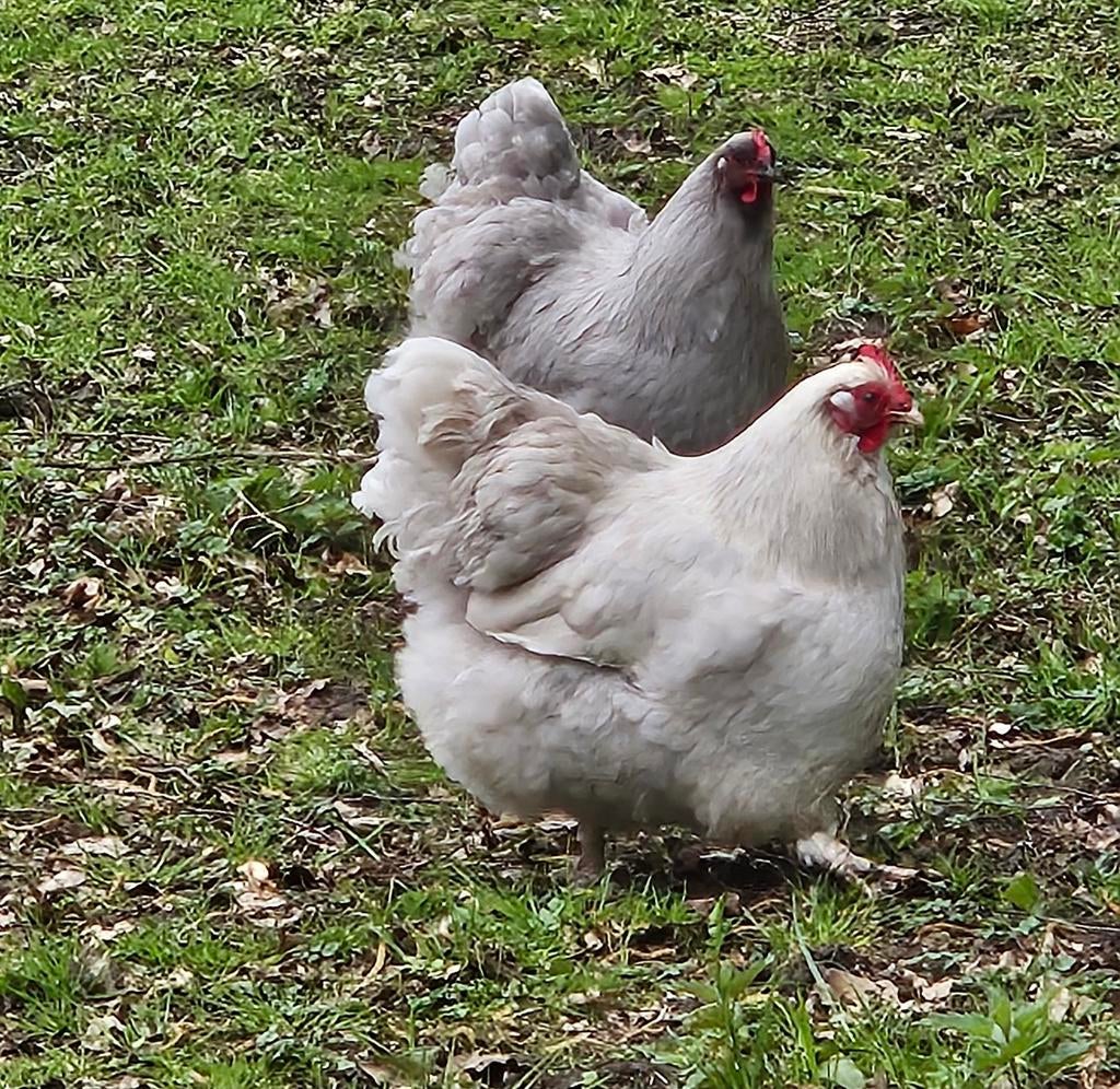 Orpington broedeieren, Geslacht onbekend, Kip