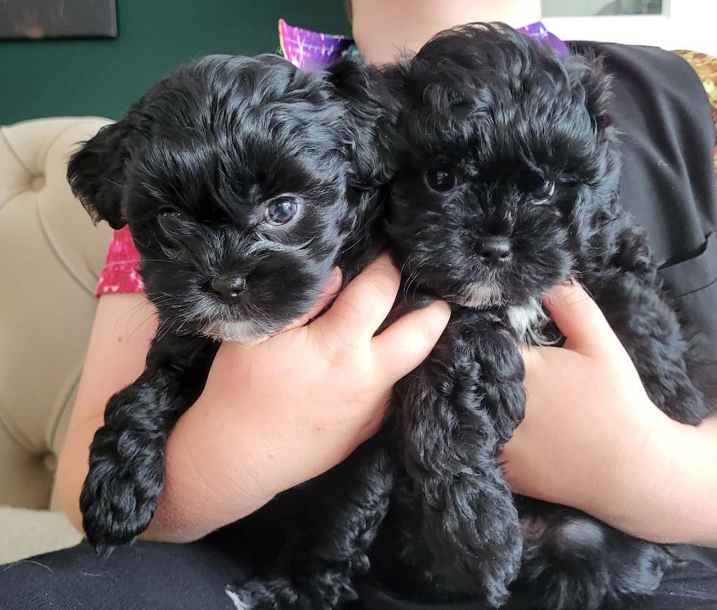 Shihpoo puppy’s 1 teefje & 1 reutje beschikbaar nu 7 weekjes, Overige rassen, 8 tot 15 weken, Meerdere, Meerdere dieren