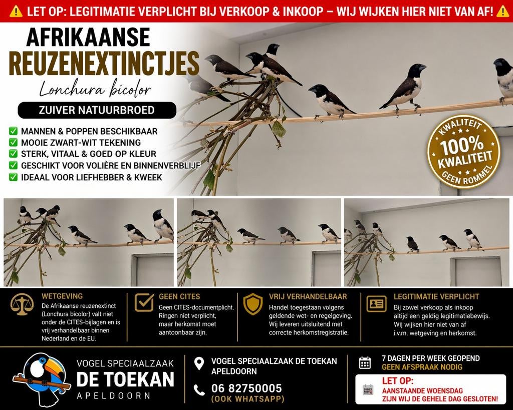 Afrikaanse Reuzenextinctjes – Zuiver natuurbroed | Mannen, Dieren en Toebehoren, Meerdere dieren, Geringd