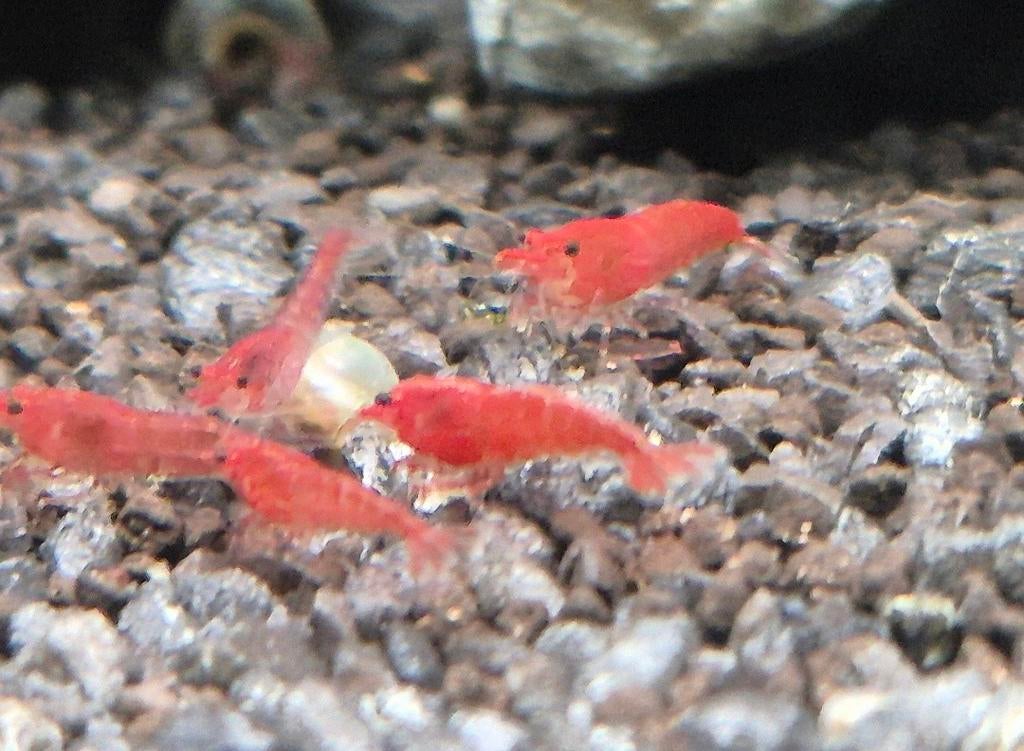 Bloody Mary, Kreeft, Krab of Garnaal