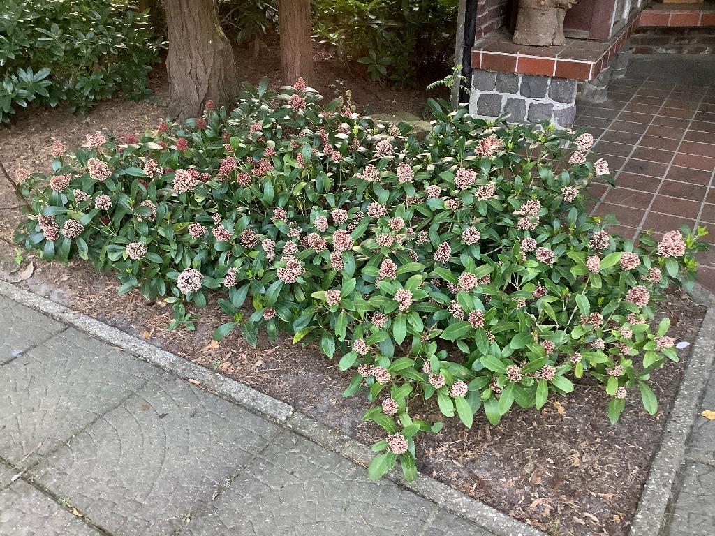 Te koop mooie skimmia planten, Tuin en Terras, Vaste plant, Halfschaduw, Lente, Ophalen