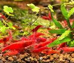 50x Bloody Mary High grade Neocaridina Davidi, Dieren en Toebehoren, Vissen | Aquariumvissen, Kreeft, Krab of Garnaal