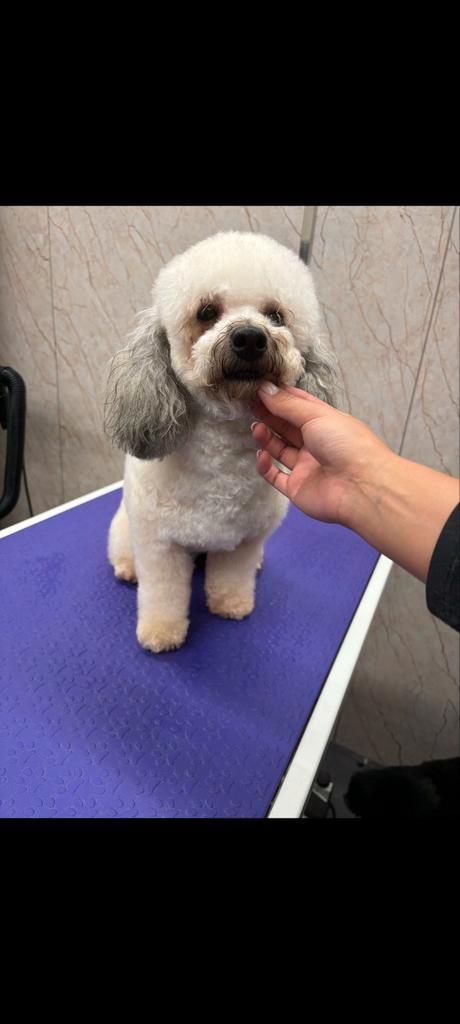 Toypoedel, Dieren en Toebehoren, Honden | Chihuahua's en Gezelschapshonden, Reu, Poedel, Particulier, Eén hond, Nederland, 1 tot 2 jaar