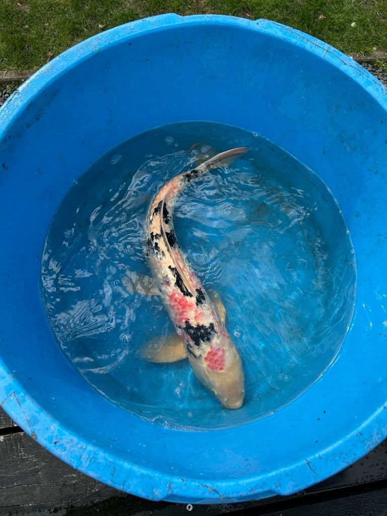 Koikarper Sanke +-70 cm, Karper of Koi