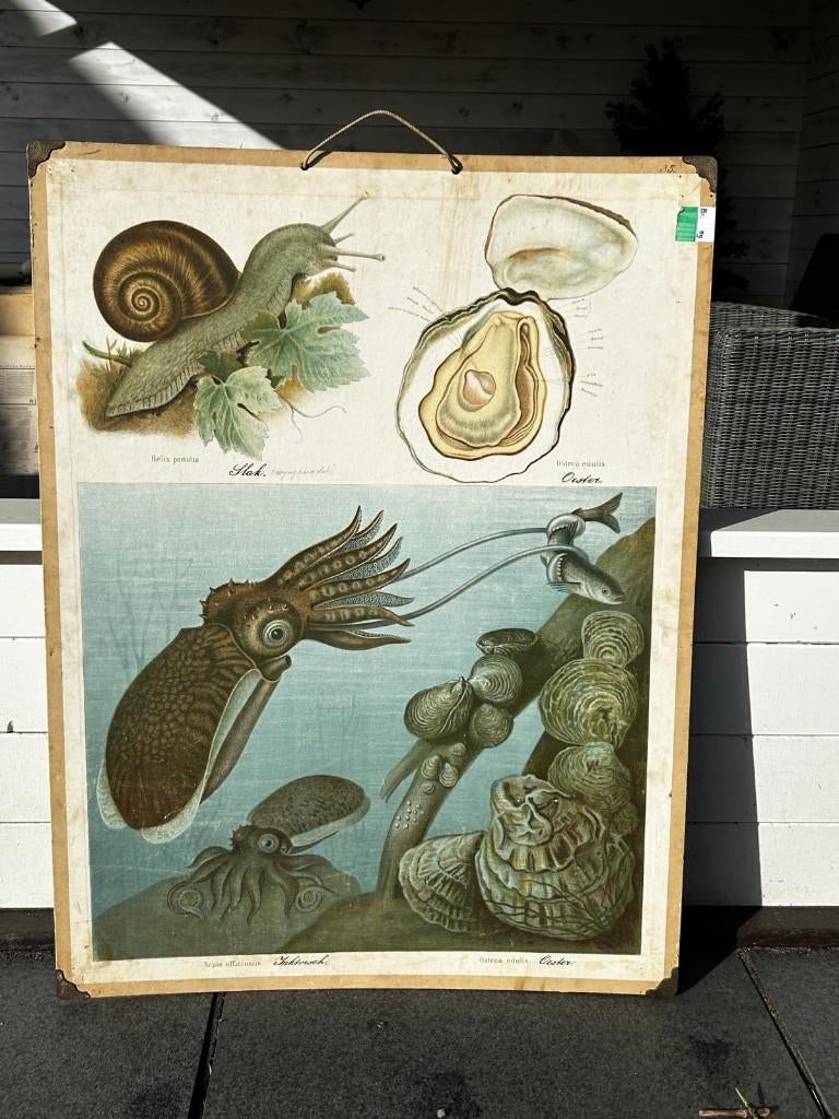 Pijlinktvis, Ophalen of Verzenden, Natuur en Biologie