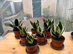 Sanseveria stekken -, Vaste plant, Bloeit niet, Halfschaduw, Ophalen