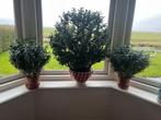 3 hele mooie geldboom planten, Ophalen, Overige soorten, Halfschaduw, In pot