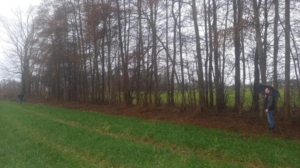 Haardhout en kloofhout - Diverse houtsoorten, 6 m³ of meer, Ophalen of Verzenden, Overige houtsoorten, Stammen