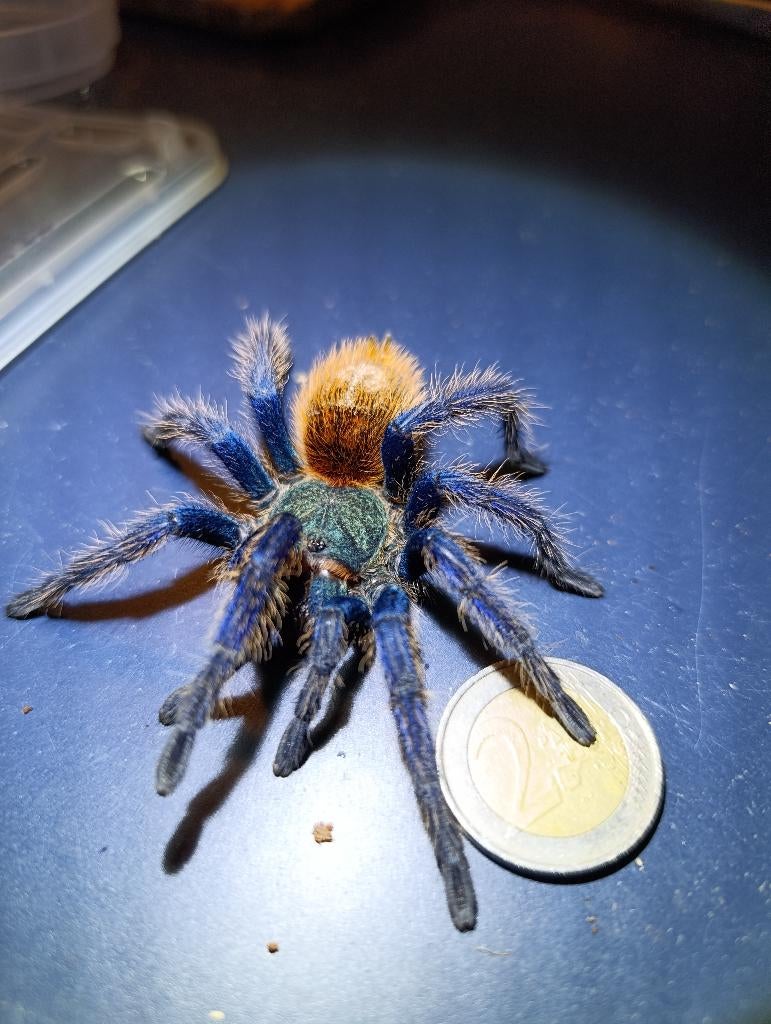 Vogelspinnen , Avicularia , Metallica , caribena versicolor, Spin of Schorpioen