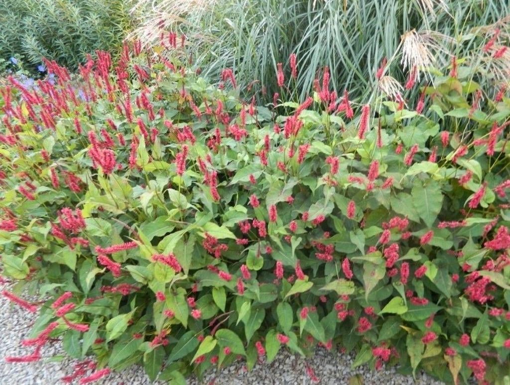 Duizendknoop (Persicaria amplexicaulis) - Vaste plant, Tuin en Terras, Planten | Tuinplanten, Volle zon, Vaste plant, Zomer, Ophalen