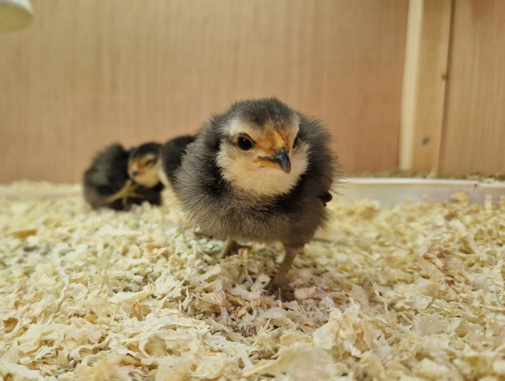 Kuikens van de Antwerpse Baardkriel, Dieren en Toebehoren, Pluimvee, Meerdere dieren, Kip