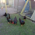 Broedeieren Barnevelder krielkip (dubbel gezoomd)., Geslacht onbekend, Kip