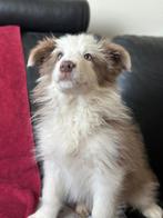 Prachtige puppy’s te koop, Dieren en Toebehoren, Parvo, België, Particulier, 8 tot 15 weken