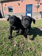 Labrador Retriever pups, 8 tot 15 weken, Labrador retriever, Parvo, Meerdere