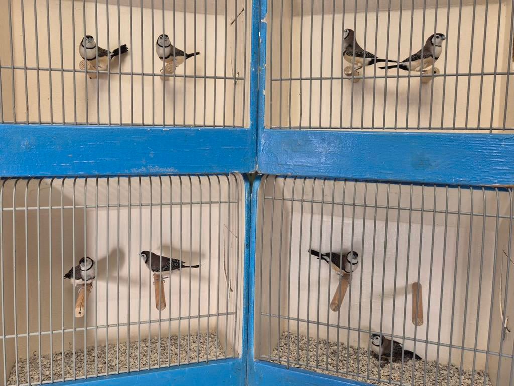 Verschillene koppels Bichenow astrildes, Dieren en Toebehoren, Vogels | Overige Vogels, Meerdere dieren