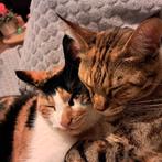 Twee poezen zoeken een nieuw thuis, Poes, Kortharig, 0 tot 2 jaar