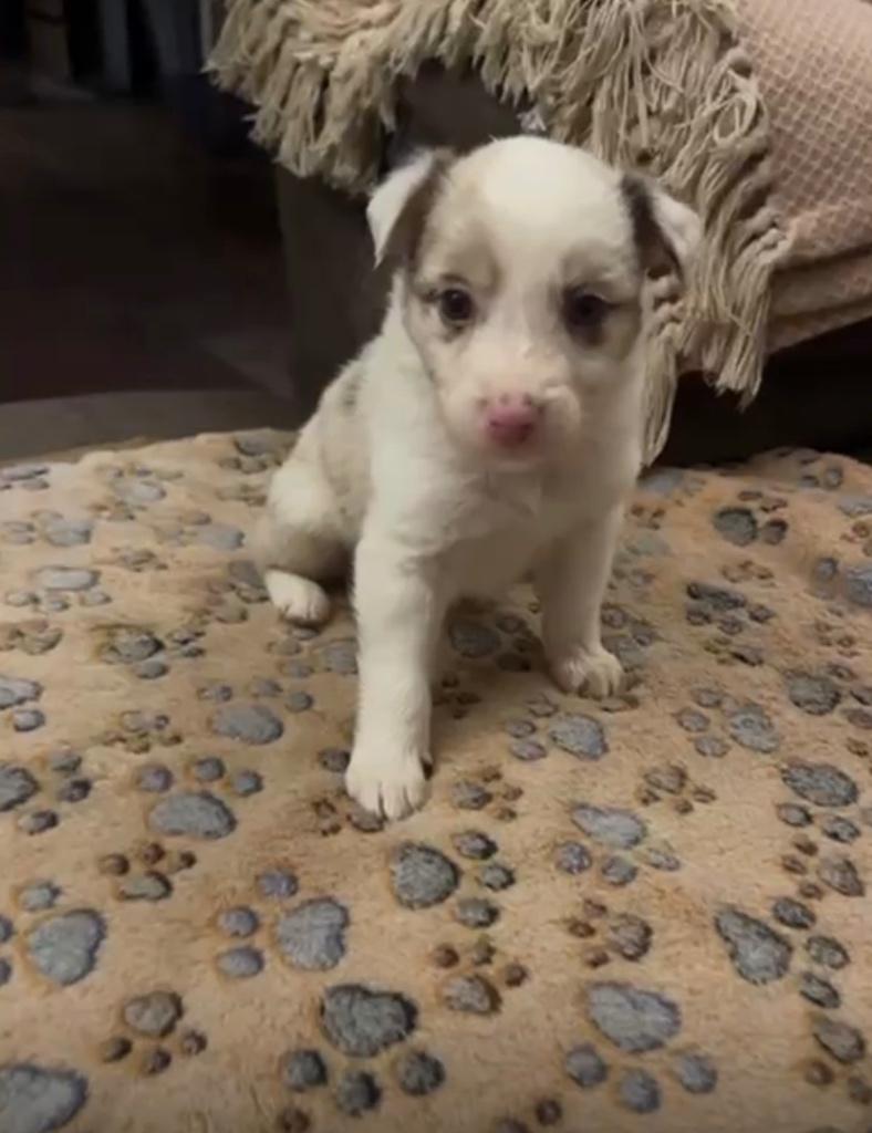 Australische herder pups de laatste pupjes, Dieren en Toebehoren, België, Particulier, 8 tot 15 weken, Parvo