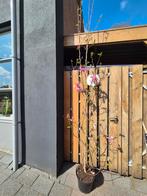 Magnolia Susan 200-220cm, Ophalen