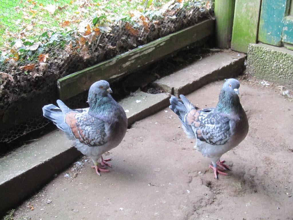 modena Duiven, Meerdere dieren, Overige soorten