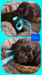 6 prachtige Boomer pups, Overige rassen, 8 tot 15 weken, Meerdere, Meerdere dieren