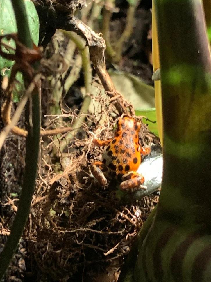 Gifkikkers Frog - unknown for sale from Charmaine