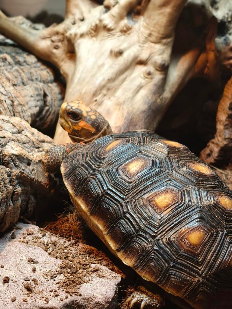Kolenbrander schildpad, Schildpad, 3 tot 6 jaar