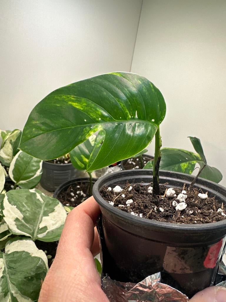 Epipremnum pinnatum 'Cintho Goldfinger' #5, Huis en Inrichting, Kamerplanten, Ophalen
