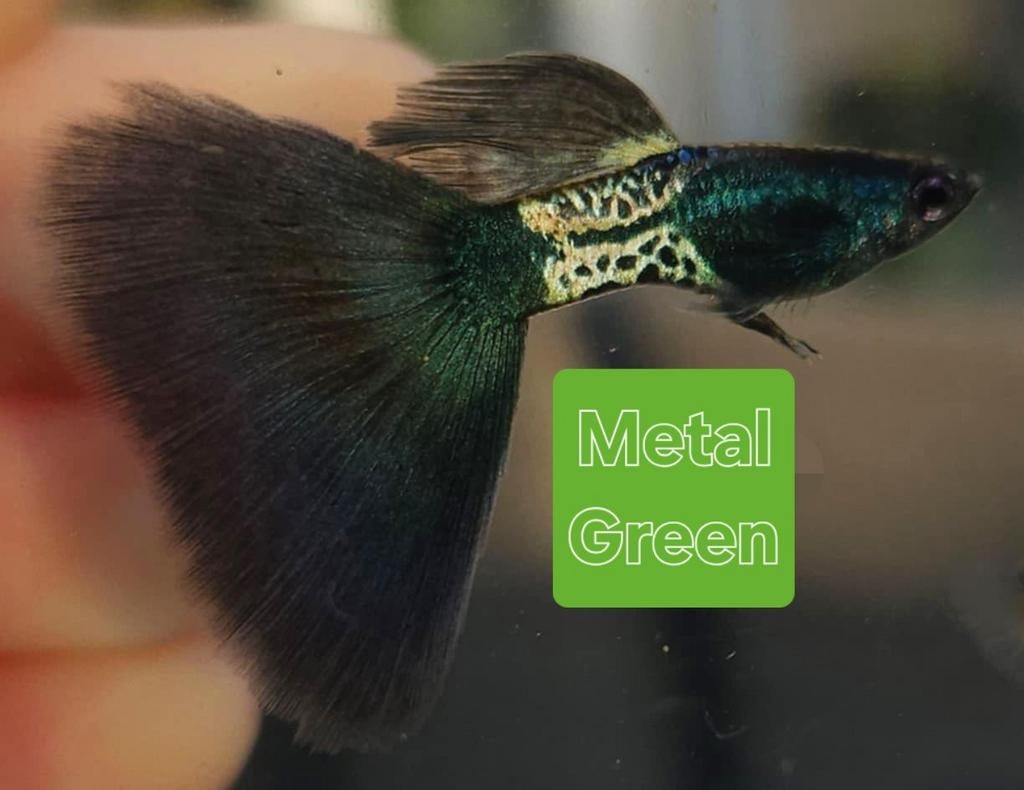 Raszuiver guppen, Dieren en Toebehoren, Ophalen of Verzenden, Nieuw