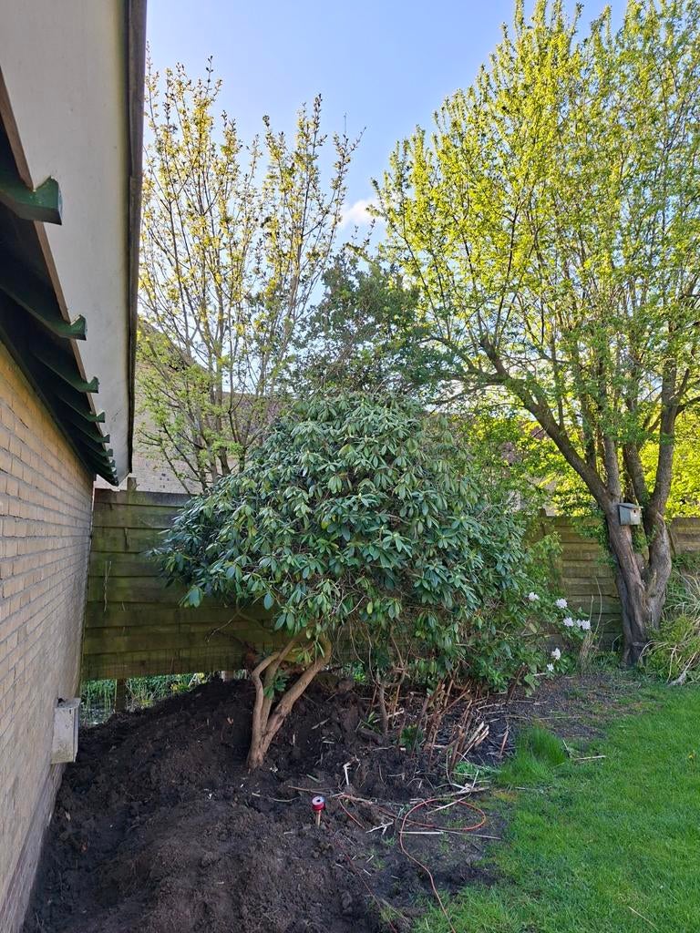 Gratis Rhododendron, 3m hoog, vol met bloemknoppen, Vaste plant, Halfschaduw, Lente, Ophalen