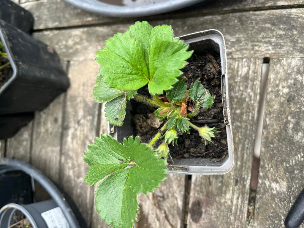 Aardbeienplantjes, Ophalen, Volle zon, Vaste plant, Fruitplanten