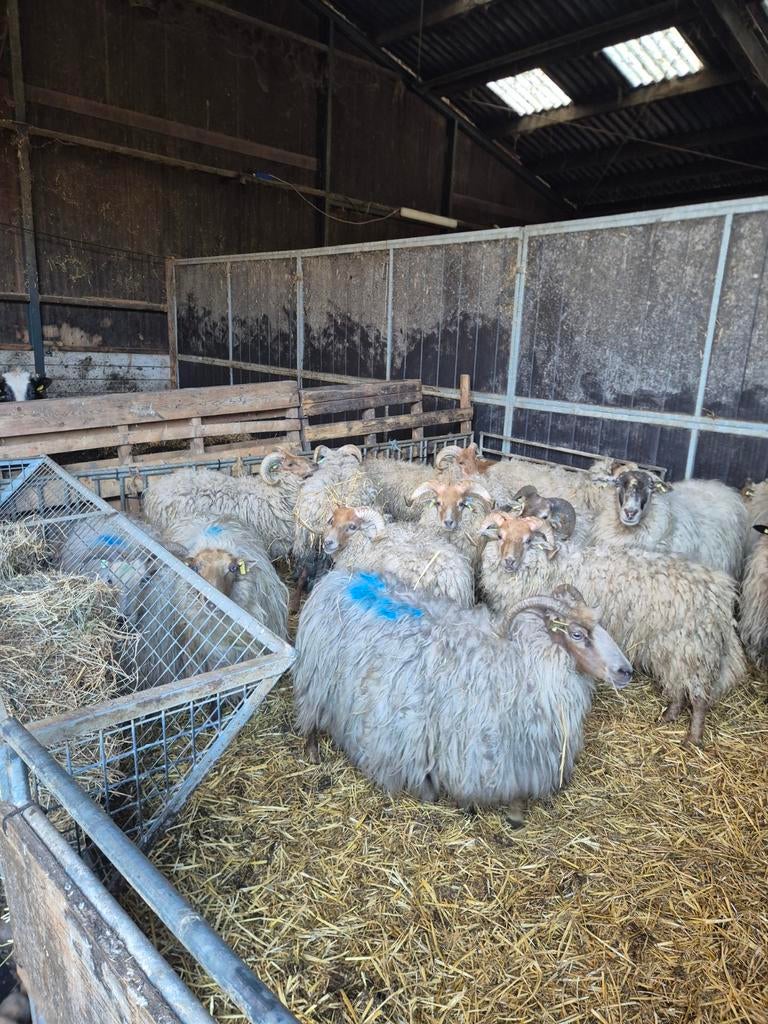 Rammen, Mannelijk, Schaap