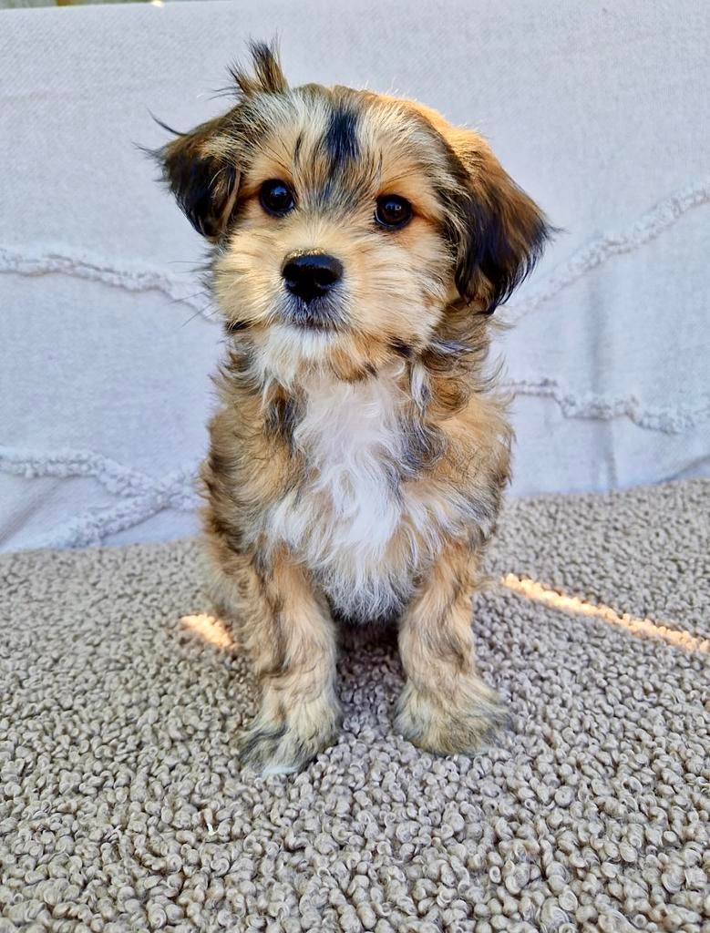 Boomer pups, Dieren en Toebehoren, Honden | Chihuahua's en Gezelschapshonden, Parvo, Nederland, Overige rassen, 8 tot 15 weken