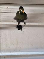 Toerako, Geslacht onbekend