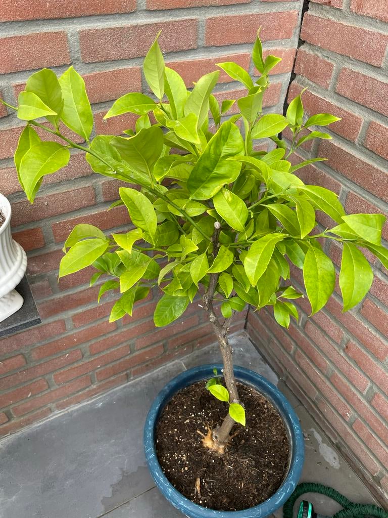 Citroenboom in pot - Jonge plant, Ophalen, Minder dan 100 cm, Lente, Volle zon