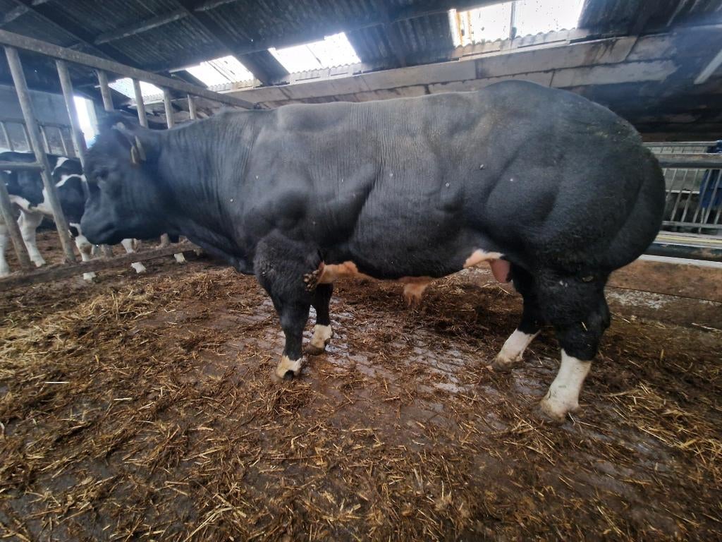 dikbil dekstier, Dieren en Toebehoren, Runderen, Mannelijk, 0 tot 2 jaar