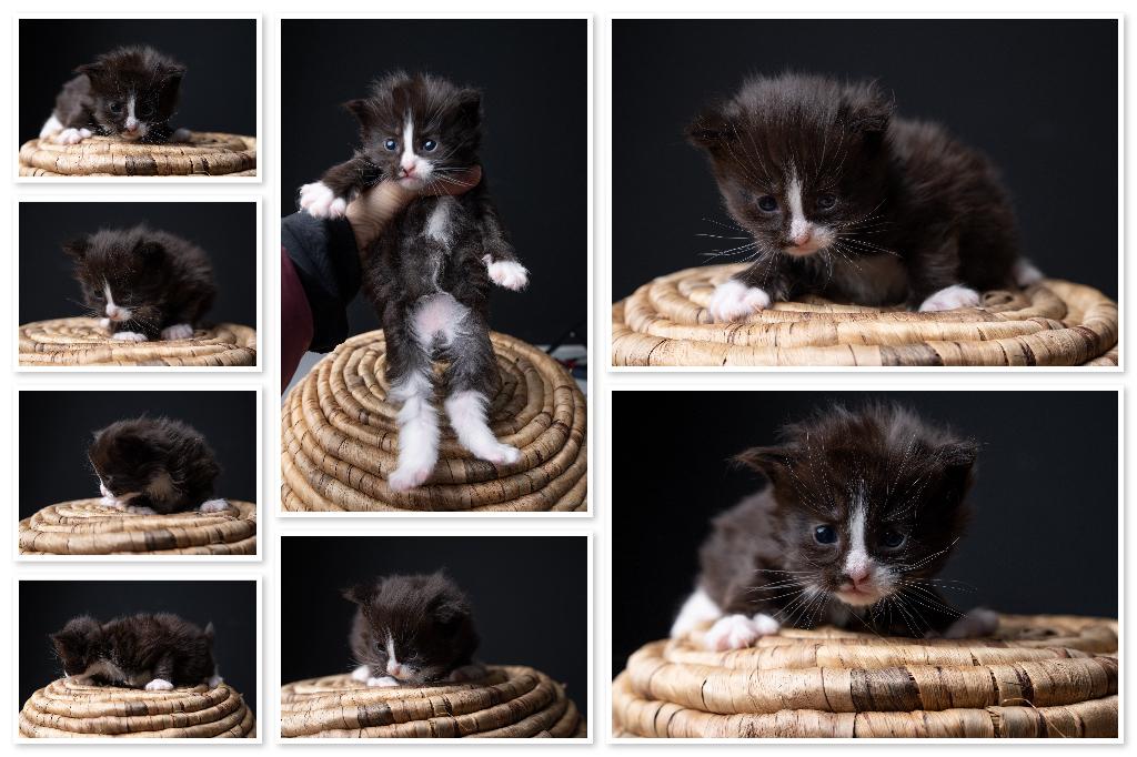 Maine Coon kittens, Meerdere dieren, Gechipt, 0 tot 2 jaar