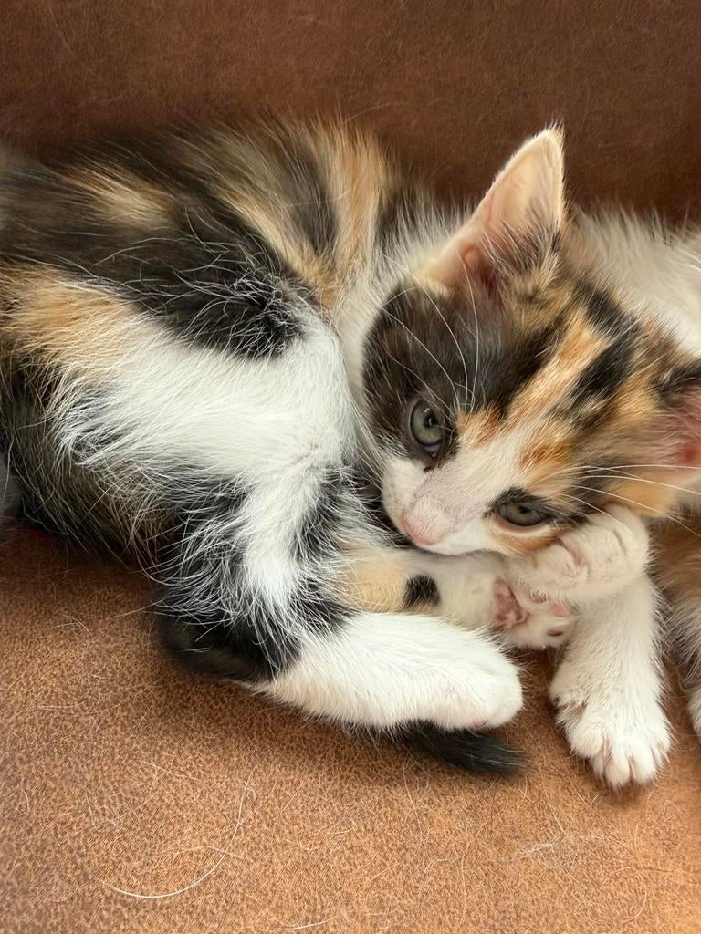 Kittens Noorse boskat x onbekend, Meerdere dieren, 0 tot 2 jaar