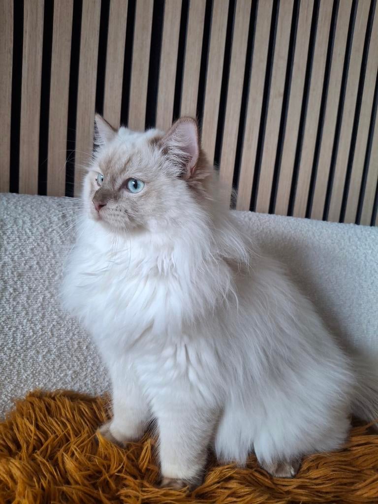 Cinnamon mink dekkater ragdoll, stamboom en getest, Dieren en Toebehoren
