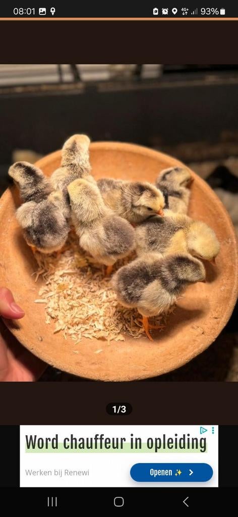 Ik neem uw kippen of kuikens of eenden gratis over, Meerdere dieren, Kip