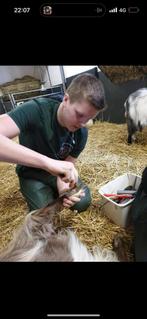 Hulp nodig bij het scheren bekappen nagels of lammerseizoen, Schaap