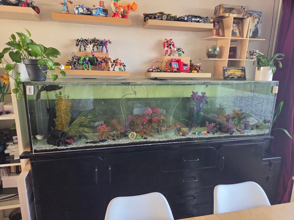 Aquarium met vissen en toebehoren, Dieren en Toebehoren, Vissen | Aquaria en Toebehoren, Ophalen, Zo goed als nieuw, Gevuld zoetwateraquarium