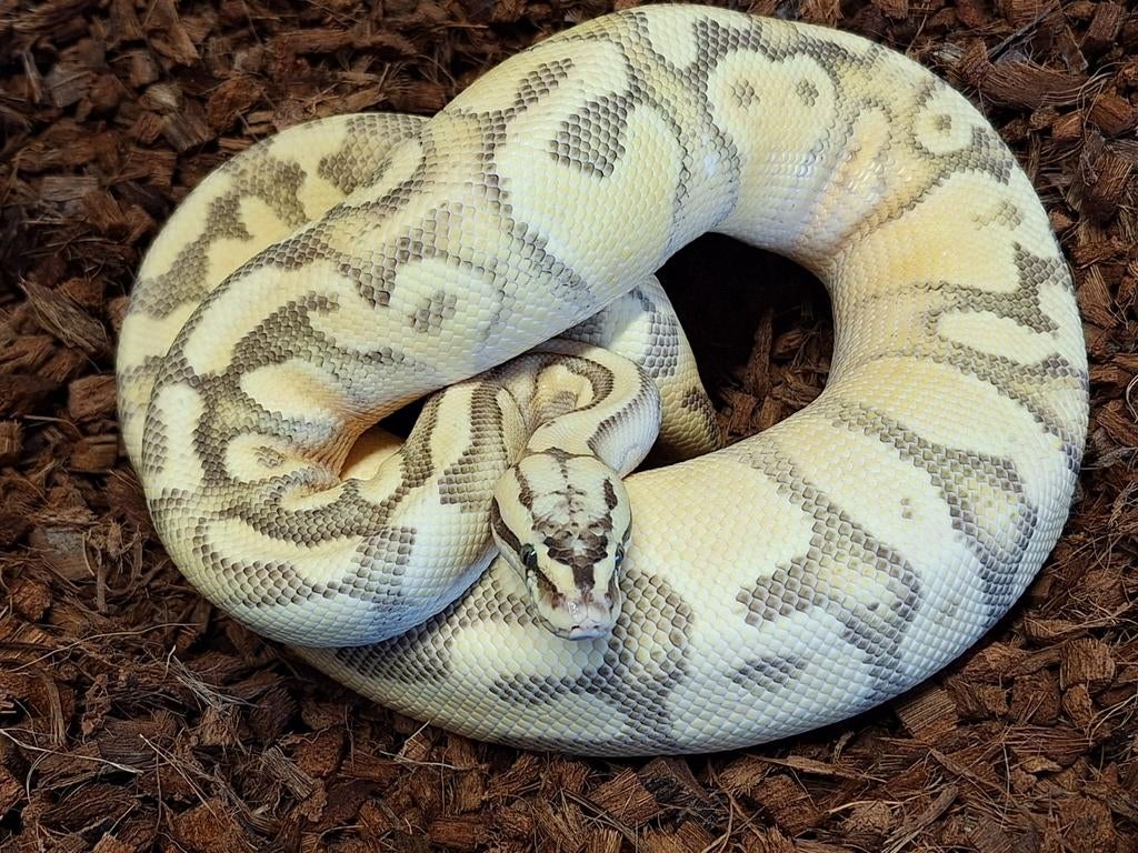 Python Regius 1.0 Pastel Enchi YB Fire OD Blaze het Clown Ball Python - male for sale from Simon