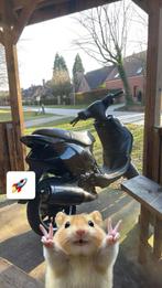 Zip 172 s3 a1 tekoop, Fietsen en Brommers, Scooters | Piaggio, Ophalen, Zo goed als nieuw, Tweetakt, Zip