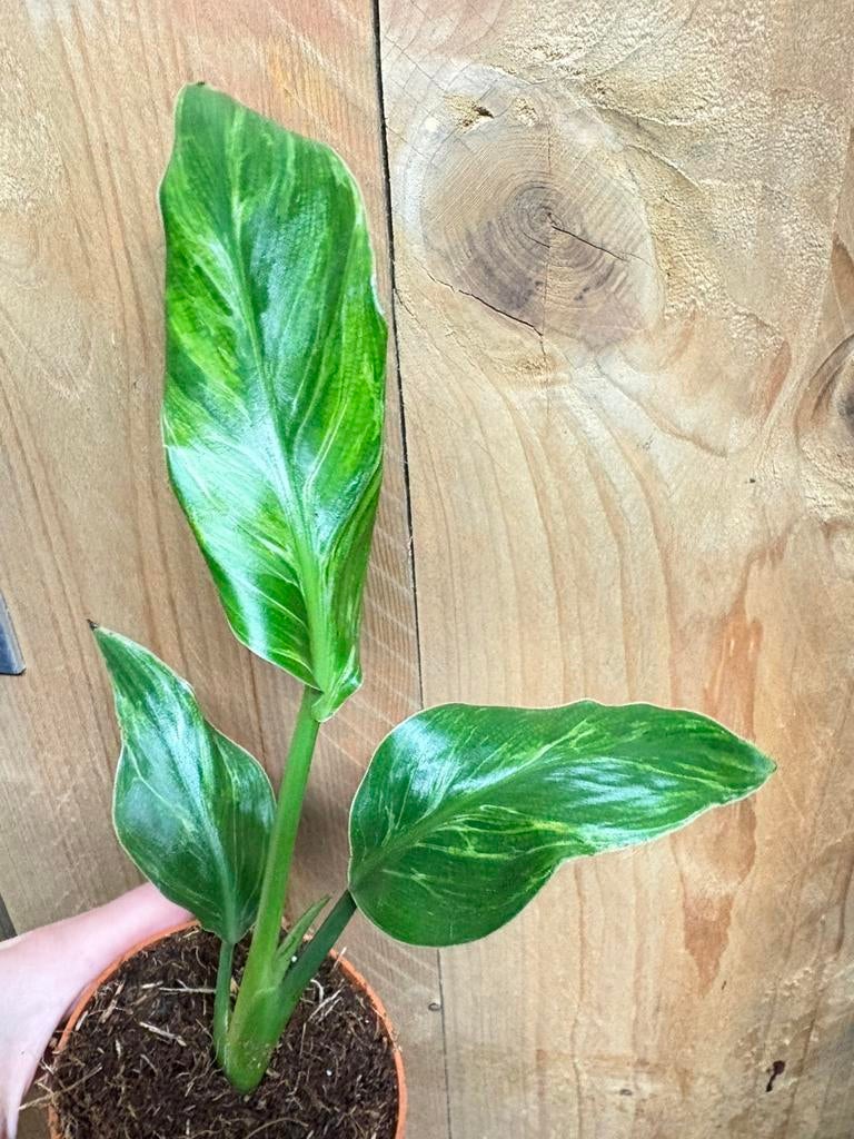 Strelitzia reginae plant variegata albo white wit mint, Huis en Inrichting, Ophalen of Verzenden, Halfschaduw, Minder dan 100 cm