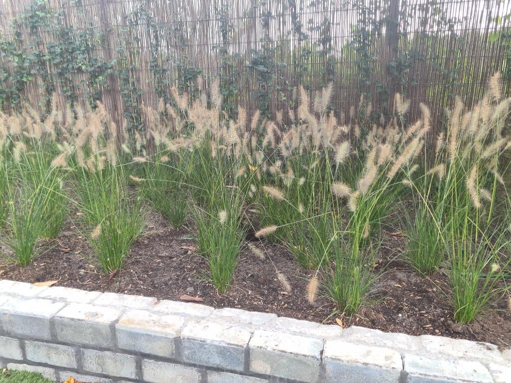 Lampenpoetsersgras ( Pennisetum Hameln), Tuin en Terras, Planten | Tuinplanten, Volle zon, Vaste plant, Siergrassen, Ophalen of Verzenden
