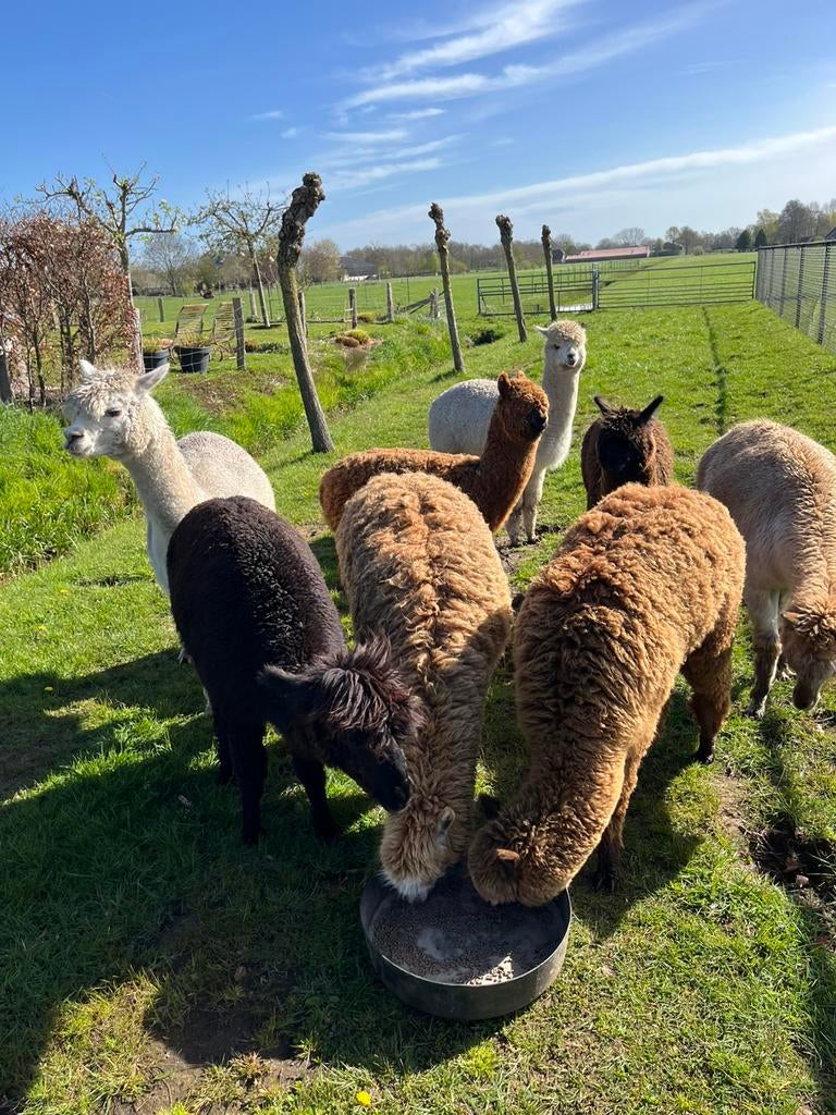Groepje alpacas, Juli, Meerdere dieren